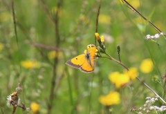 Colias fieldii