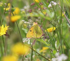 Colias fieldii
