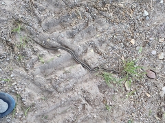 Thamnophis cyrtopsis