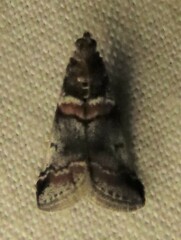 Acrobasis tricolorella