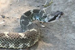 Crotalus oreganus oreganus