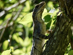 Ctenosaura similis