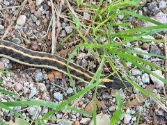Thamnophis cyrtopsis