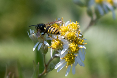 Vespula vidua