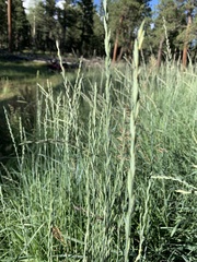 Thinopyrum intermedium