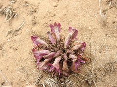 Aphyllon californicum californicum