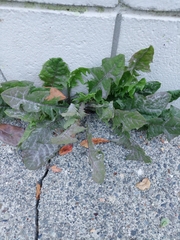 Podosphaera erigerontis-canadensis