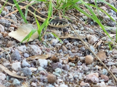 Thamnophis cyrtopsis