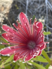 Protea aurea aurea