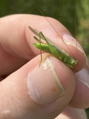 Conocephalus fasciatus