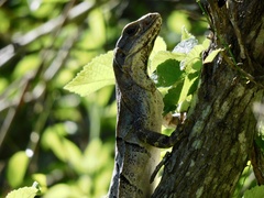 Ctenosaura similis