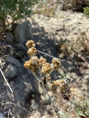 Gnaphalieae