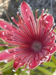 Protea aurea aurea