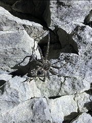Dolomedes scriptus