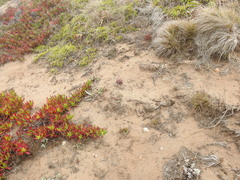 Aphyllon californicum californicum