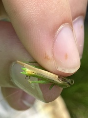 Conocephalus fasciatus