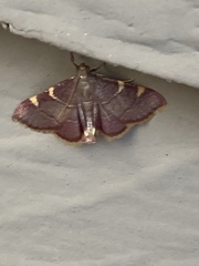 Hypsopygia