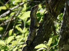 Ctenosaura similis