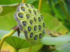 Nelumbo lutea