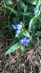 Gentiana andrewsii