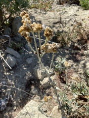 Gnaphalieae