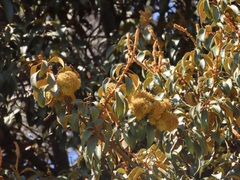 Chrysolepis chrysophylla