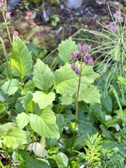 Leptarrhena pyrolifolia