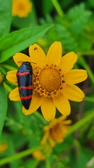 Acmaeodera trizonalis