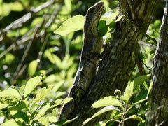 Ctenosaura similis