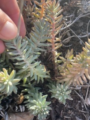 Petrosedum sediforme