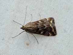Loxostege munroealis
