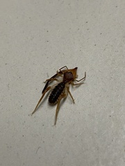 Ammotrechidae