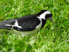 Grallina cyanoleuca