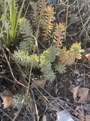 Petrosedum sediforme