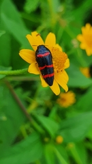 Acmaeodera trizonalis