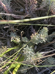 Petrosedum sediforme
