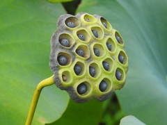 Nelumbo lutea