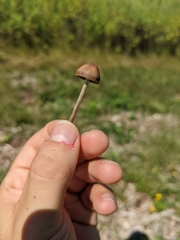 Panaeolus foenisecii
