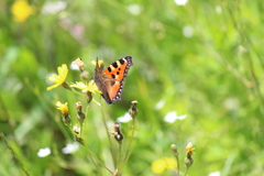 Aglais urticae chinensis