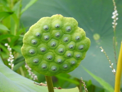 Nelumbo lutea