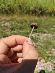 Panaeolus foenisecii