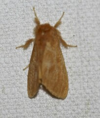 Euproctis crocea