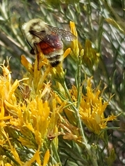 Bombus bifarius