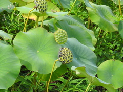 Nelumbo lutea