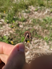 Panaeolus foenisecii