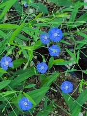 Evolvulus arizonicus