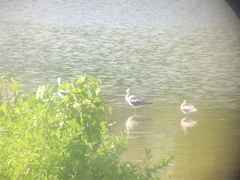 Recurvirostra americana