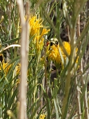 Bombus bifarius