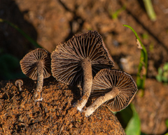 Deconica