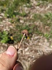 Panaeolus foenisecii
